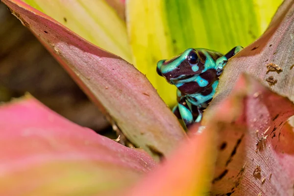 Zielona Czarna Trucizna Żaba Dendrobates Auratus Tropical Rainforest Kostaryka Ameryka — Zdjęcie stockowe