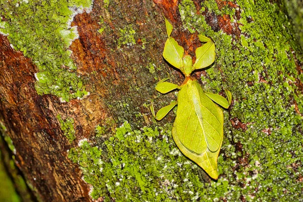 Inseto Folhas Folha Phyllium Parque Nacional Sinharaja Floresta Tropical Patrimônio — Fotografia de Stock