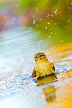 Willow Warbler, Phylloscopus trochilus, Forest Pond, Akdeniz Ormanı, Kastilya ve Leon, İspanya, Avrupa