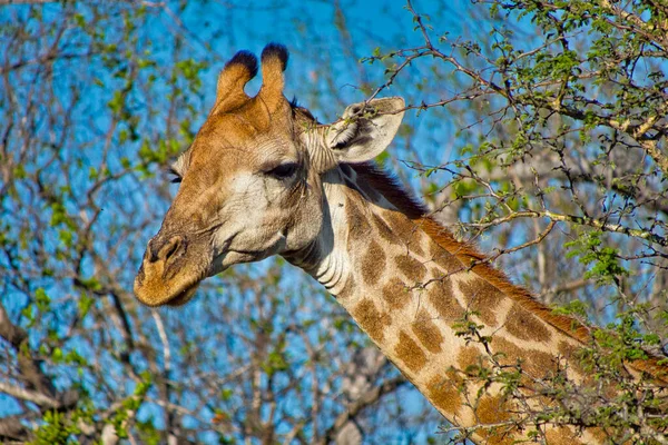 Giraff Giraffa Camelopardis Kruger National Park Sydafrika Afrika — Stockfoto