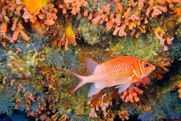 Ardilla Cola Blanca Sargocentron Caudimaculatum Arrecife Coral Atolón Del Sur — Foto de Stock