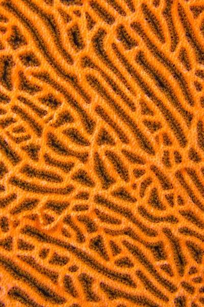 Gorgonian Sea Fan Sea Whips Coral Reef South Ari Atoll — Stock Photo, Image