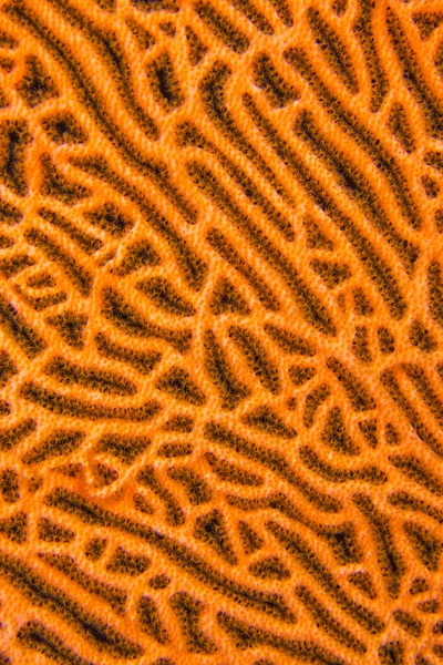 Gorgonian Ventilador Del Mar Látigos Marinos Arrecife Coral Atolón Del —  Fotos de Stock