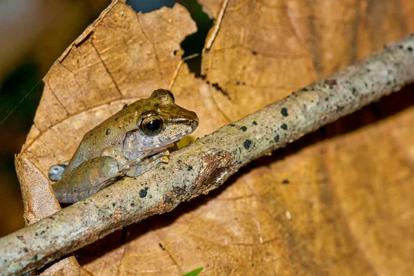 Rana Tropical Selva Tropical Parque Nacional Corcovado Área Conservación Osa — Foto de Stock