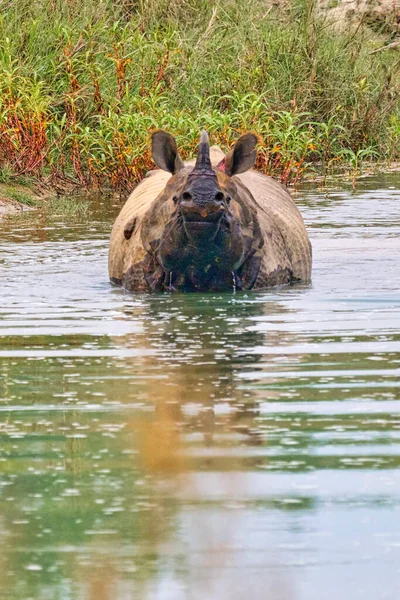 Великий Однорогий Rhinoceros Indian Rhinoceros Asian Rhino Rhinoceros Unicornis Wetlands — стокове фото