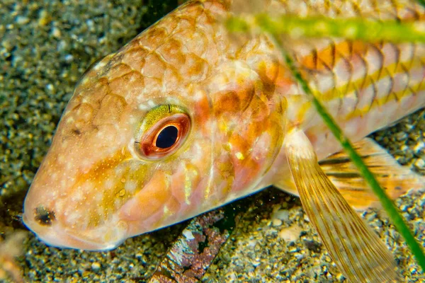 Striped Mullet Mullus Barbatus Cabo Cope Puntas Del Calnere Natural — стокове фото