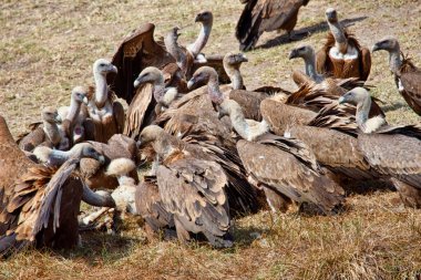 Griffon Vulture, Gyps fulvus, Monfrague Ulusal Parkı, Biyosfer Rezervi, Cceres Eyaleti, Extremadura, İspanya, Avrupa