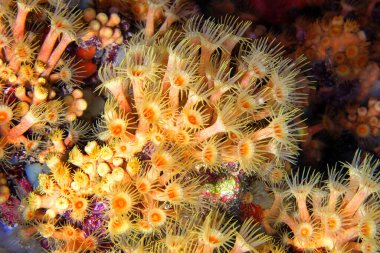 Sarı Kabuklu Deniz Anemonu, Parazoanthus axinellae, Cabo Cope-Puntas del Calnegre Doğal Parkı, Akdeniz, Murcia, İspanya, Avrupa