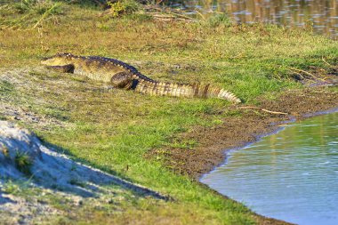 Hırsız Timsah, Timsah Palustri, Bataklıklar, Kraliyet Bardia Ulusal Parkı, Bardiya Ulusal Parkı, Nepal, Asya