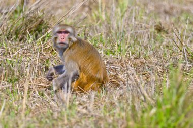 Rhesus Macaque, Macaca Mulatta, Royal Bardia Ulusal Parkı, Bardiya Ulusal Parkı, Nepal, Asya