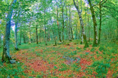 Orman manzarası, Valderejo Doğal Parkı, Valdegovia, Alava, Bask Ülkesi, İspanya, Avrupa