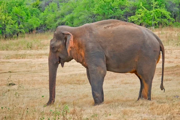 Elefante Sri Lanka Elephas Maximus Maximus Parque Nacional Kaudulla Sri — Fotografia de Stock