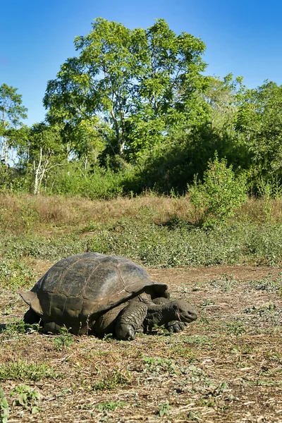 Galpagos Tortuga Gigante Chelonoidis Nigra Parque Nacional Galápagos Islas Galápagos — Foto de Stock