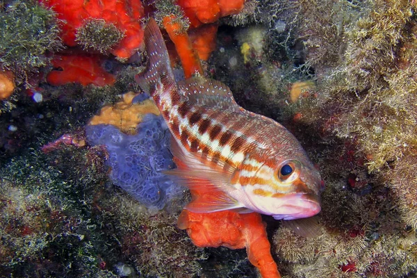 Serranus Cabrilla Cabo Cope Puntas Del Calnere Natural Park Mediterranean — стокове фото