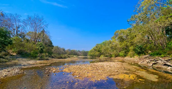 Riverine Forest River Mokřady Royal Bardia National Park Bardiya National — Stock fotografie
