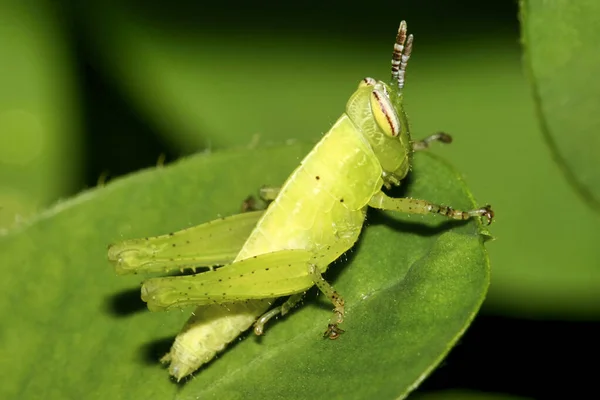 메뚜기 아마조니아 에콰도르 — 스톡 사진