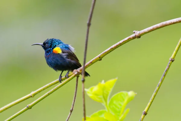 Purple Sunbird Cyris Fallaticus Riverine Forest Royal Bardia National Park — стоковое фото