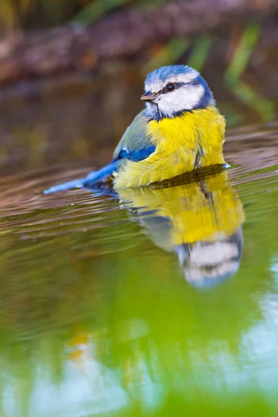 Blue Tit Parus Caeruleus Forest Pond Mediterranean Forest Castile Leon — Stockfoto