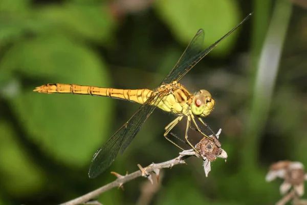 Dragonfly Εθνικό Πάρκο Guadarrama Segovia Castilla Και Leon Ισπανία Ευρώπη — Φωτογραφία Αρχείου