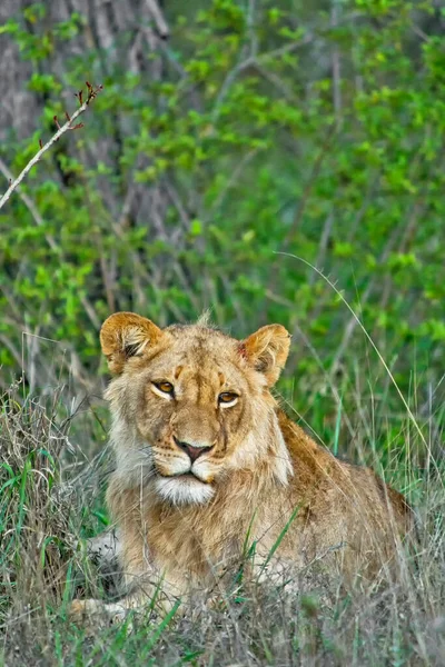 Lion Panthra Leo Kruger National Park Zuid Afrika Afrika — Stockfoto