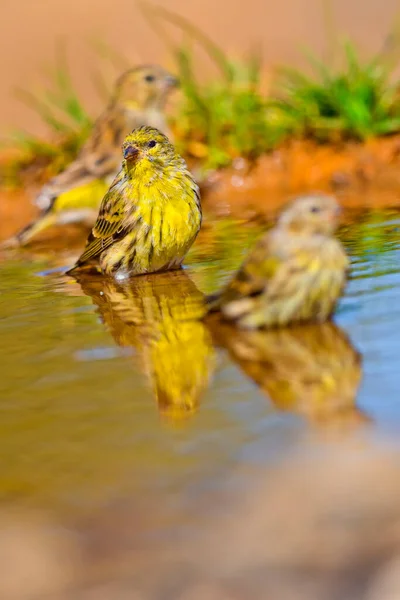 Serin Serinus Serinus Forest Pond Mediterranean Forest Castela Leão Espanha — Fotografia de Stock