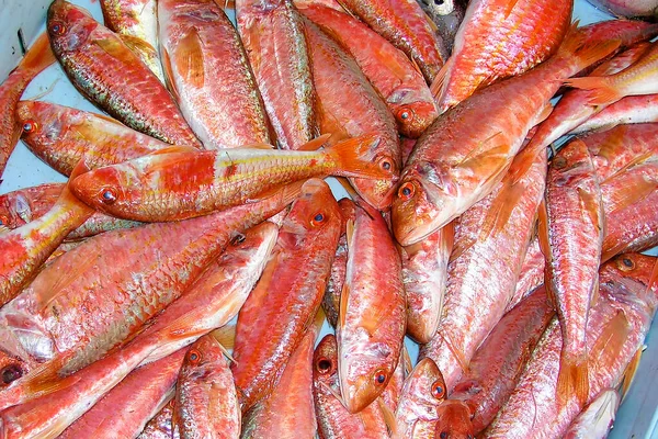 Gestreepte Rode Mullet Mullus Sumuletus Onlangs Gevist Vismarkt Middellandse Zee — Stockfoto