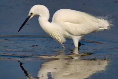 Little Egret, Egretta garzetta, Small Heron, Salinas de Santa Pola Natural Park, Alicante, Comunidad Valenciana, İspanya, Avrupa