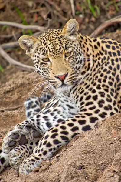 Leopardo Panthera Pardus Kruger National Park África Sul África — Fotografia de Stock