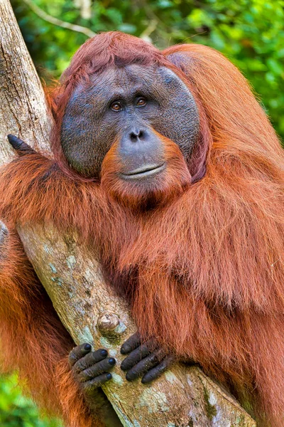 Orangutan Pongo Pygmaeus Tanjung Puting国家公园 印度尼西亚婆罗洲 — 图库照片