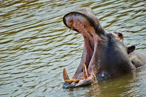 Hippopotamus, Hippopotamus amfibi, Kruger Ulusal Parkı, Güney Afrika, Afrika