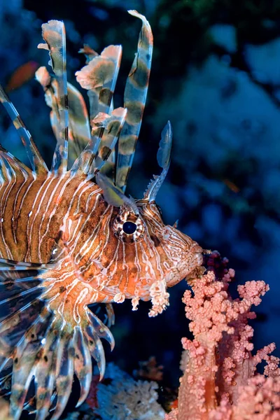 ライオンフィッシュサンゴ礁紅海エジプト — ストック写真