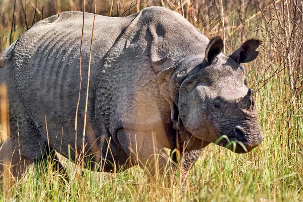 Greater One Horned Rhinoceros Indian Rhinoceros Asian Rhino Rhinoceros Unicornis — Stock Photo, Image