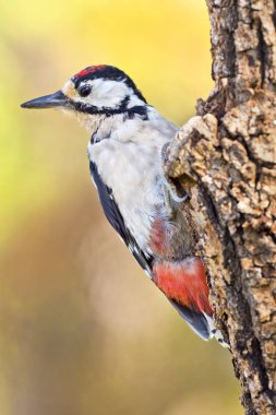 Büyük Benekli Ağaçkakan, Dendrocopos Major, Akdeniz Ormanı, Kastilya ve Leon, İspanya, Avrupa