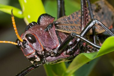 Tropikal Çekirge, Tropikal Yağmur Ormanı, Kosta Rika, Orta Amerika, Amerika