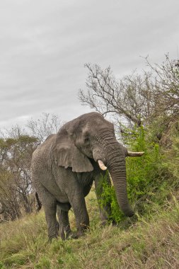 Fil, Loxodonta Africana, Kruger Ulusal Parkı, Güney Afrika, Afrika
