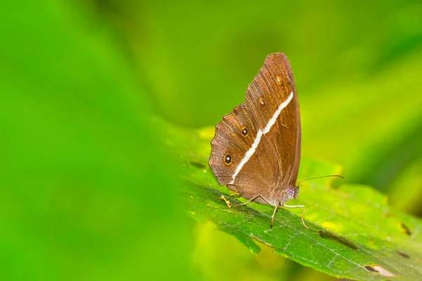 Butterfly Riverine Forest Royal Bardia National Park Bardiya National Park — Fotografia de Stock