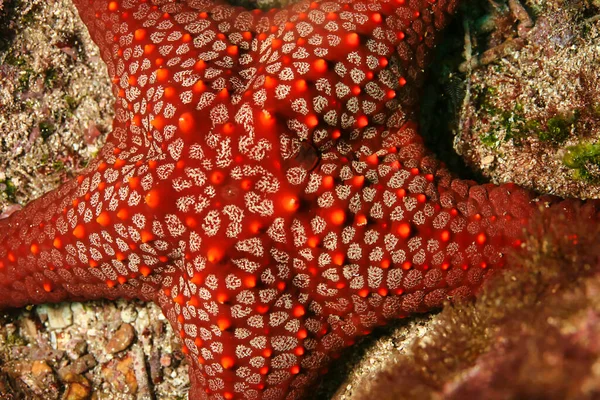 Estrela Mar Vermelho Ilhas Galápagos Parque Nacional Das Galápagos Património — Fotografia de Stock