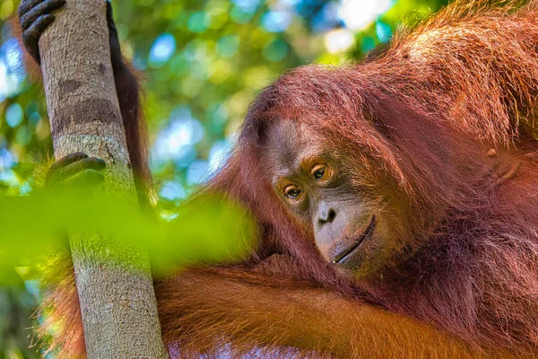 Orangutan Pongo Pygmaeus Park Narodowy Tanjung Puting Borneo Indonezja — Zdjęcie stockowe