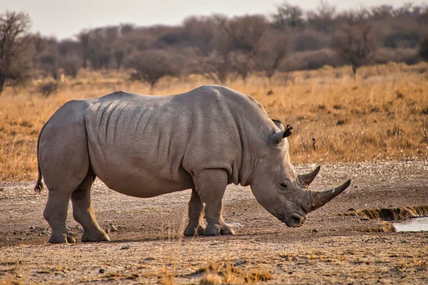 Rhinocéros Blanc Ceratotherium Simum Rhinocéros Lèvres Carrées Sanctuaire Khama Rhino — Photo