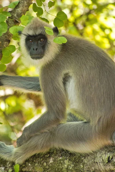 Gray Langur Hanuman Langur Semnopithecus Entellus Udawalawe National Park Sri — Fotografia de Stock