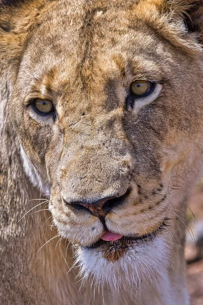 León Panthera Leo Rhino Lion Nature Reserve Gauteng Afica Del — Foto de Stock