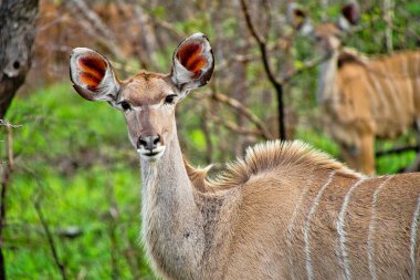 Kudu, Tragelaphus strepsiceros, Kruger Ulusal Parkı, Güney Afrika, Afrika