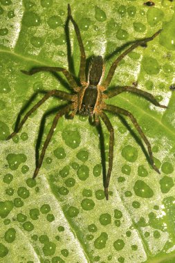 Tropik Örümcek, Yağmur Ormanları, Napo Nehri Havzası, Amazonya, Ekvador, Amerika