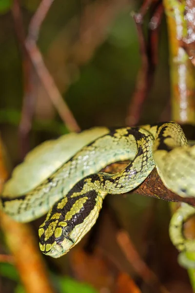 Sri Lankan Green Pit Viper Trimeresurus Trigonocephalus Sinharaja National Park — Stockfoto