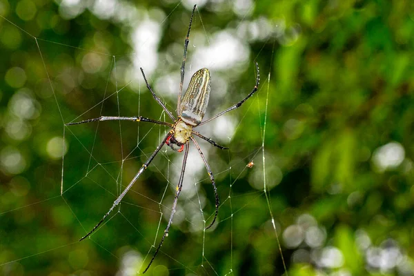 Golden Orb Web Spider Nephilia Sinharaja National Park Rain Forest — стокове фото