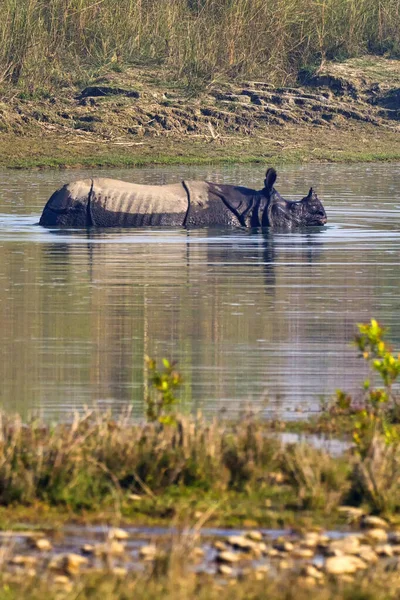 Rinoceronte Solo Cuerno Rinoceronte Indio Rinoceronte Asiático Rinoceronte Unicornis Humedales — Foto de Stock