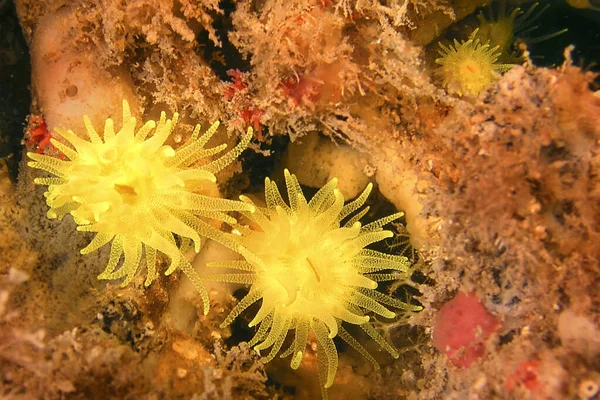 Sunset Cup Coral Leptopsammia Pruvoti Cabo Cope Puntas Del Calnegre — Stock Photo, Image