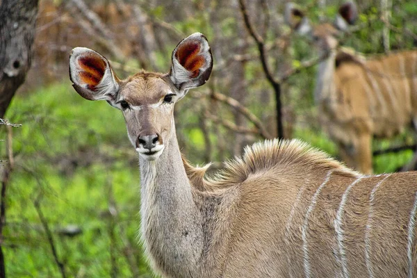 Kudu Tragelaphus Strepsiceros Kruger National Park Sudafrica Africa — Foto Stock