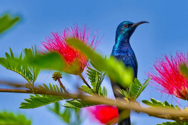 Sunbird Pourpre Cinnyris Asiaticus Forêt Riverine Parc National Royal Bardia — Photo