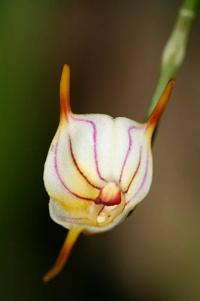 Orquídea Tropical Orchidaceae Amazônia Equador América — Fotografia de Stock